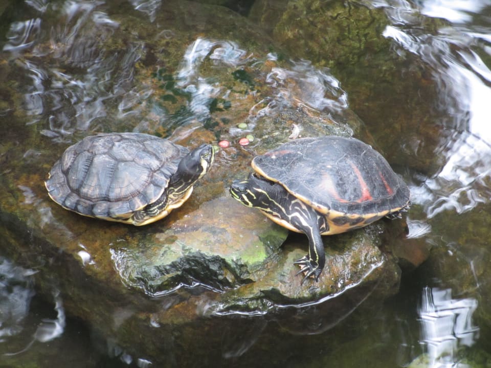 Zentrum Center Parcs De Kempervennen