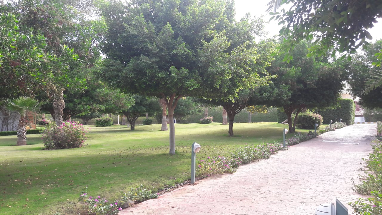 Gartenanlage Desert Rose