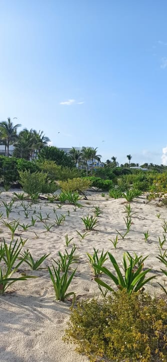 Strand Hotel Riu Palace Costa Mujeres
