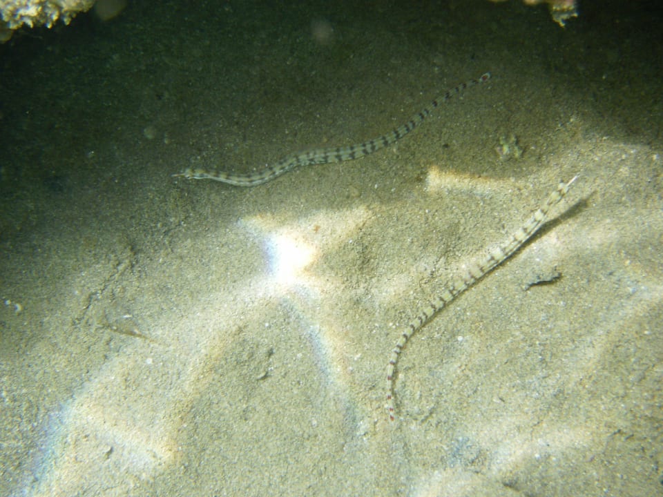 Tauchen und schnorcheln Brayka Bay Resort