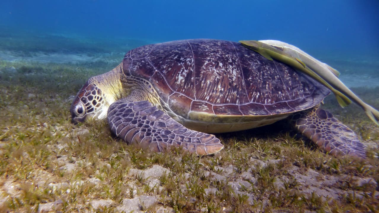 Sport & Freizeit Shams Alam Beach Resort