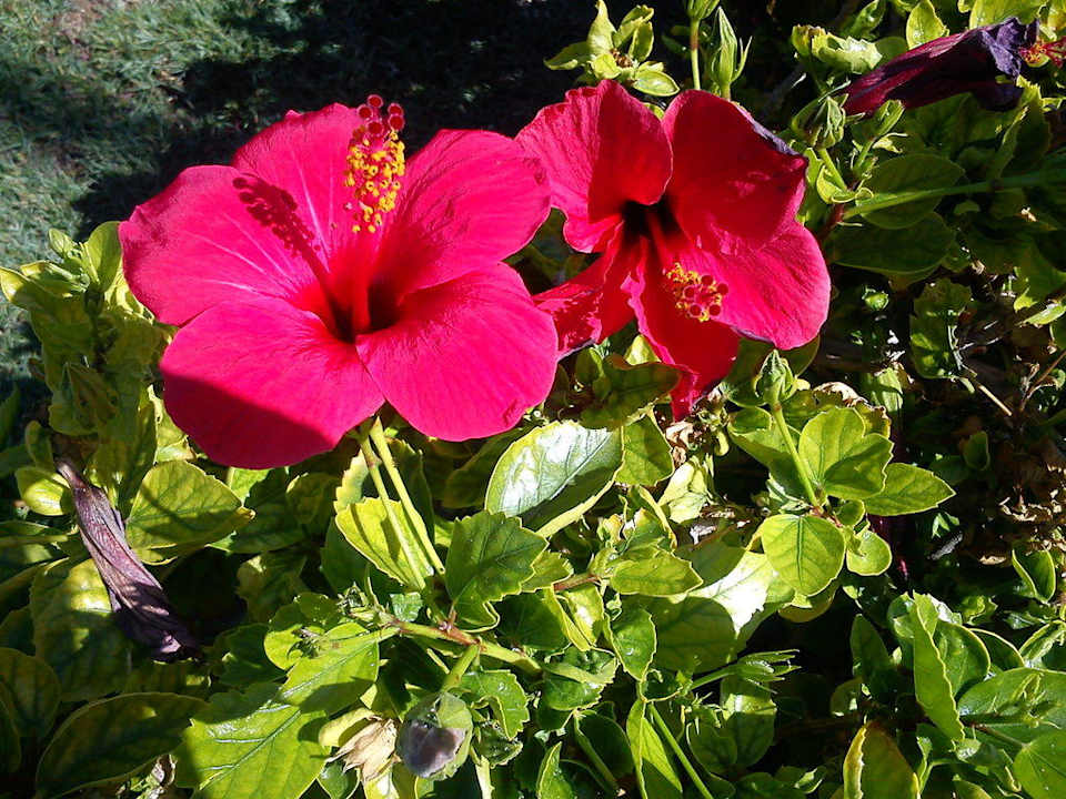 Гибискус Riviera Aqua Park Resort