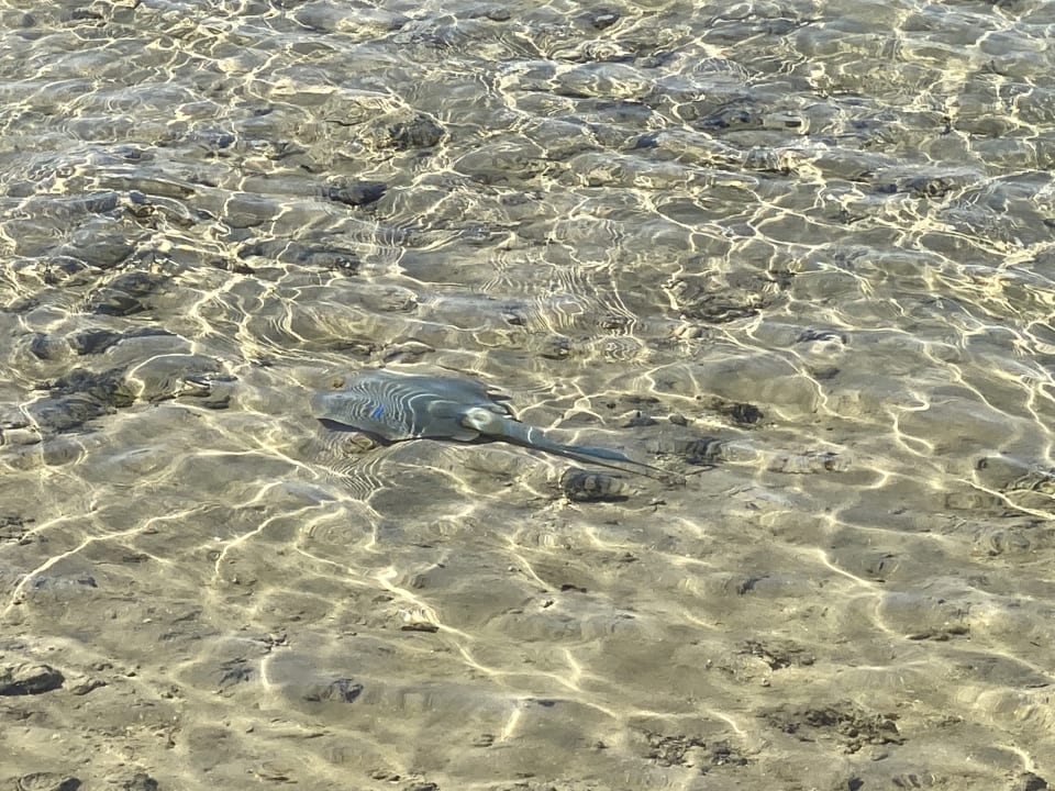 Strand Cleopatra Luxury Resort Makadi Bay