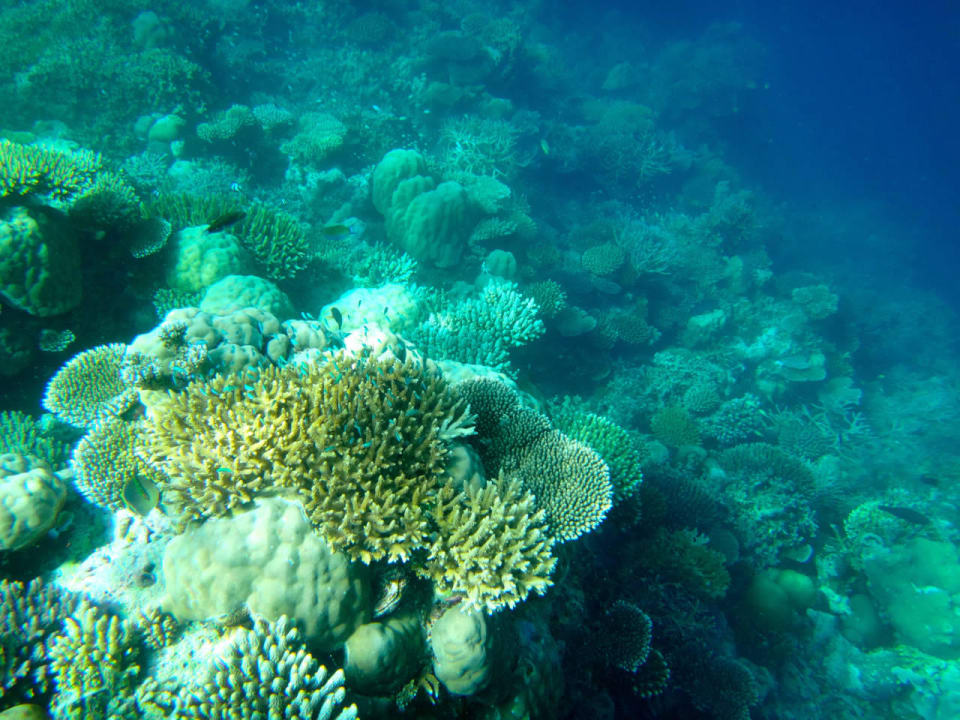 Korallen Cinnamon Hakuraa Huraa Maldives
