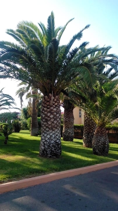 Alles grün Anissa Beach & Village