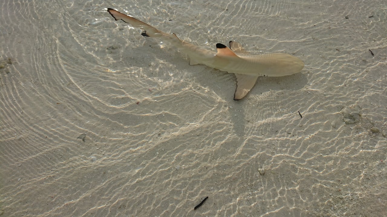 Strand Vilamendhoo Island Resort & Spa