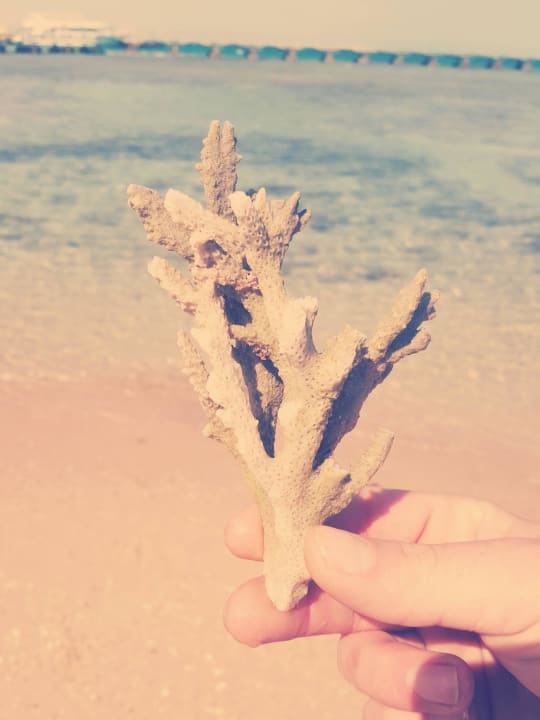 Korallenriff am Strand  Pickalbatros Alf Leila Wa Leila Resort - Neverland Hurghada