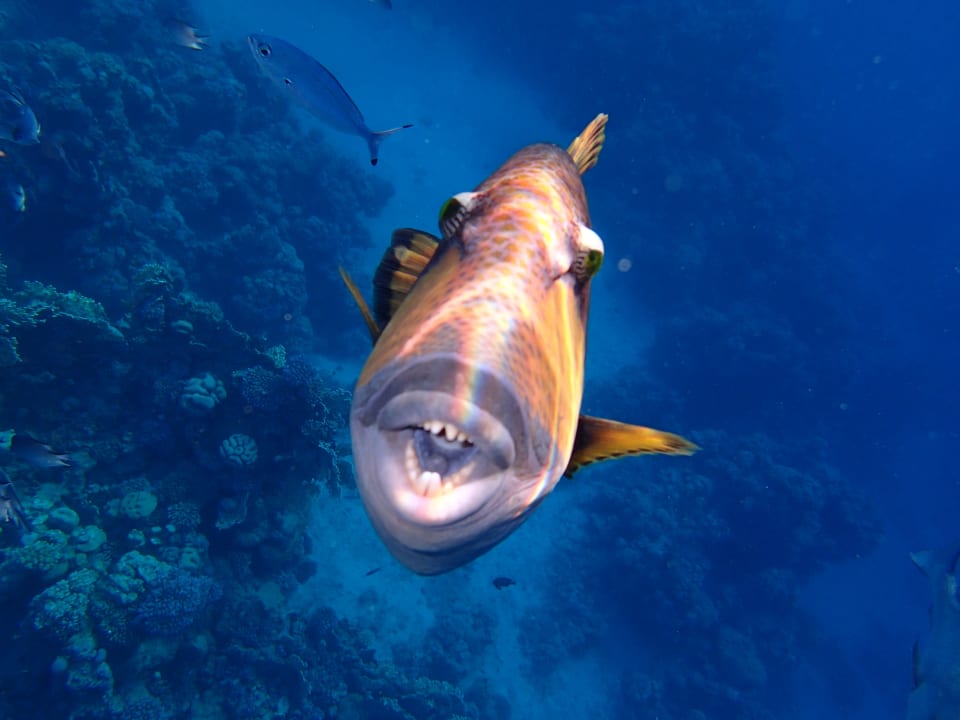 Strand Serenity Alpha Beach