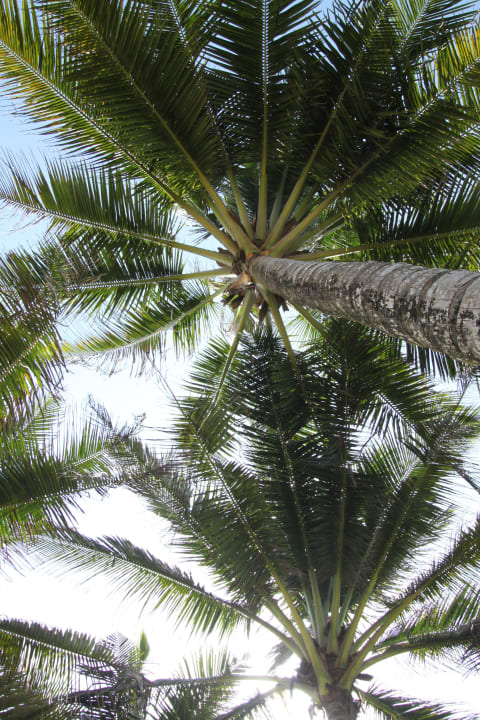 Schatten Hotel Koggala Beach