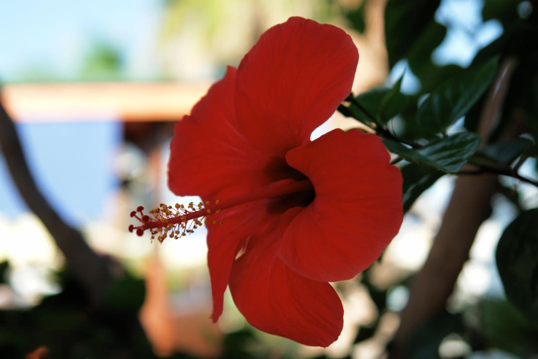 Die Blume Oz Hotels Incekum Beach