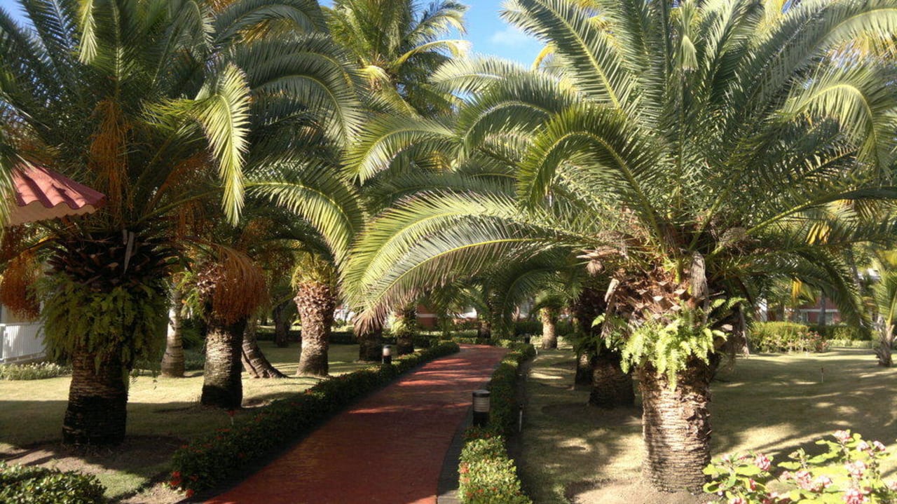 Tropischer Garten Grand Palladium Punta Cana Resort & Spa