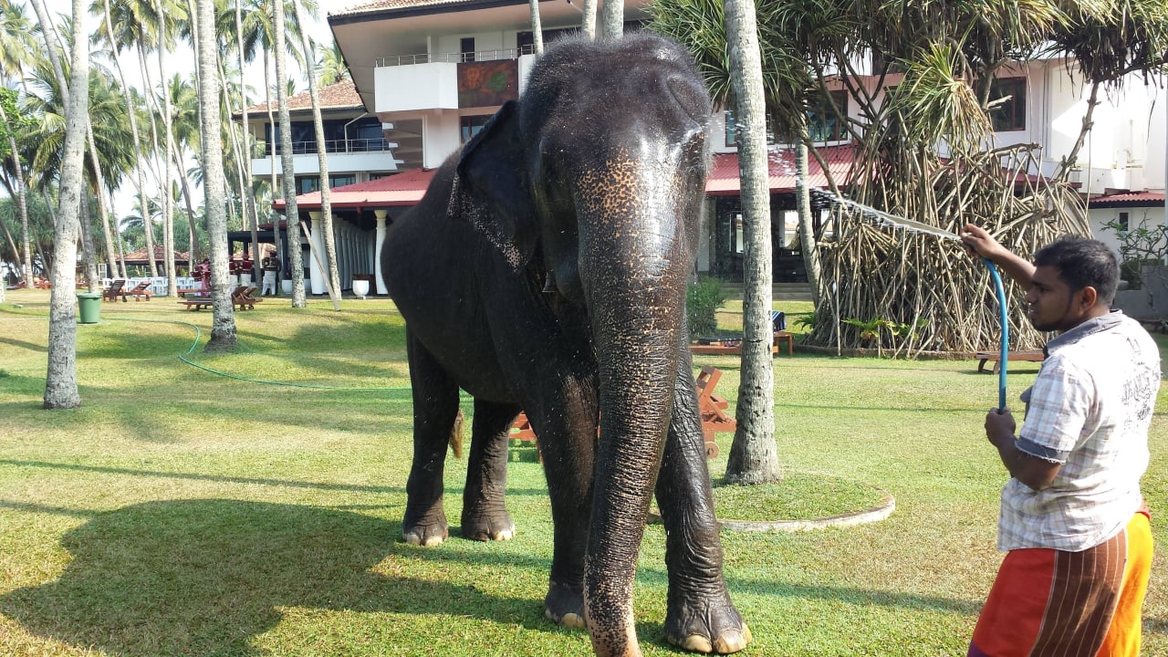 Elefant zu Besuch Tangerine Beach Hotel