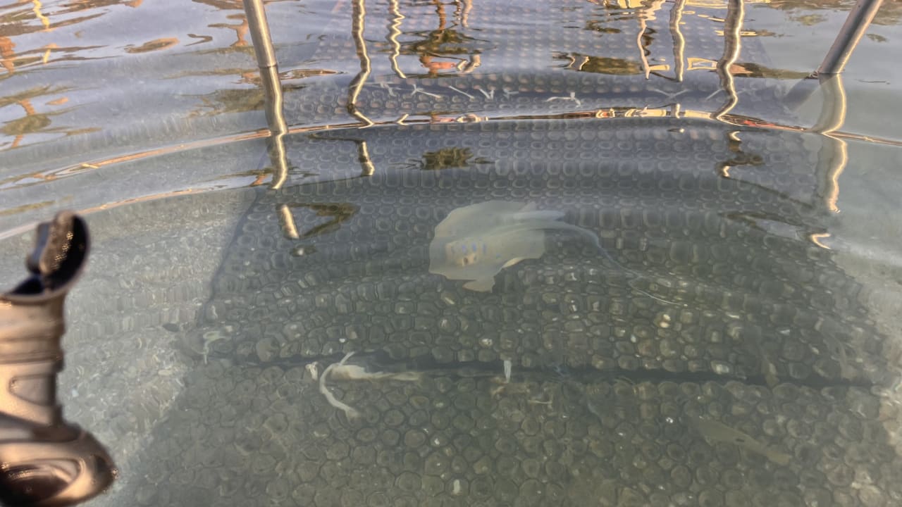 Strand Steigenberger Coraya Beach - Adults only