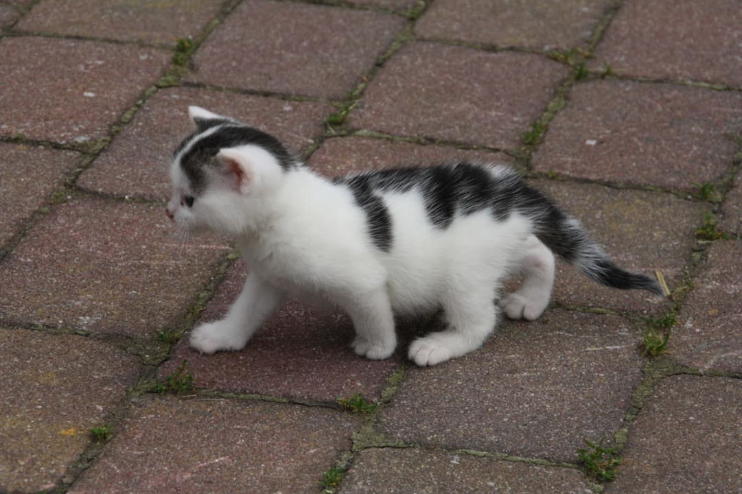 Babykatze Familienbauernhof Grossgrub