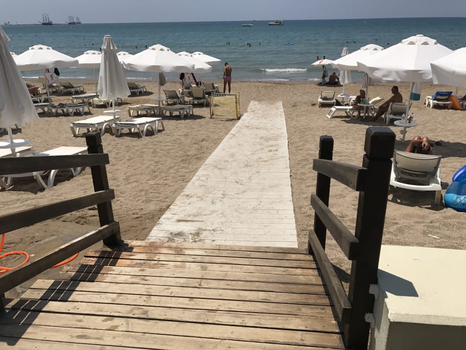 Strand Acanthus Cennet Barut Collection