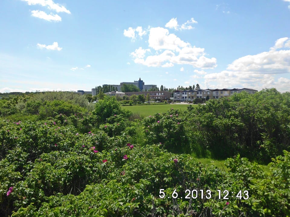 Das satte Grün im Hintergrund der Ferienpark Heiligenhafen Ferienpark