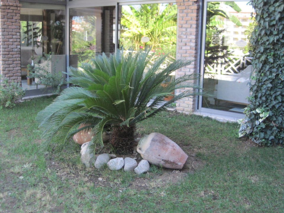 Kleine Palme im Garten Seaden Corolla Hotel