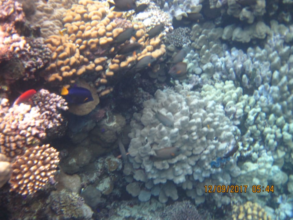 Sport & Freizeit Hotel Gorgonia Beach Resort