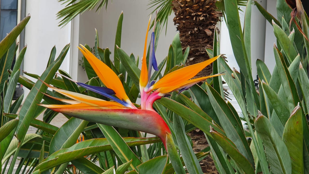 Gartenanlage Seaden Sea World Resort & Spa