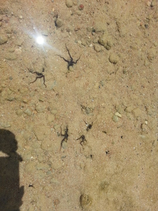 Seesterne  Pickalbatros Citadel Resort