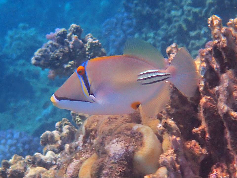 Sonstiges Shams Alam Beach Resort