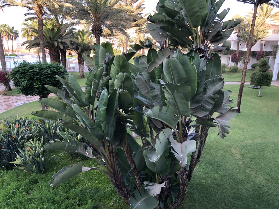 Gartenanlage Iberostar Waves Founty Beach