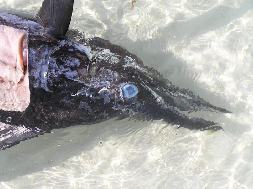 Meery Island Meeru Maldives Resort Island