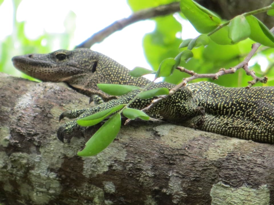 Warane liegen gerne auf den Bäumen nahe der Küche Hotel Kri Eco Resort