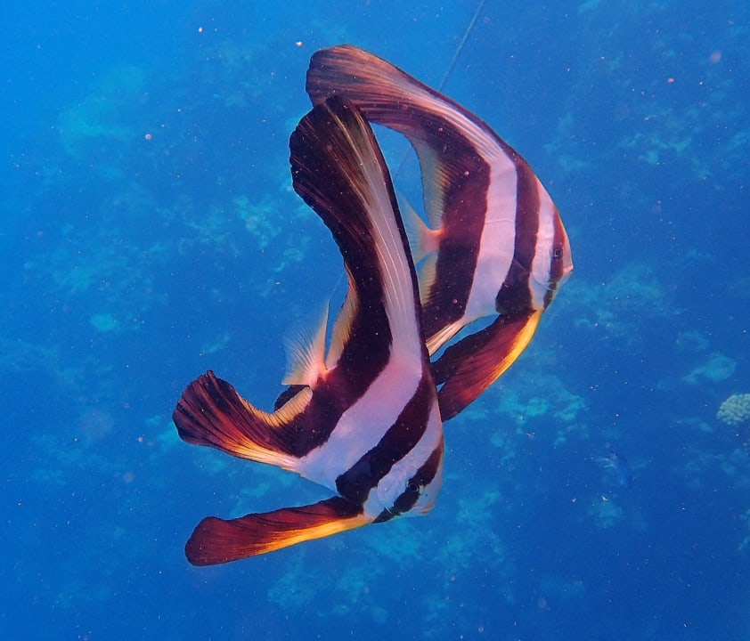 Sport & Freizeit Jaz Dar EL Madina