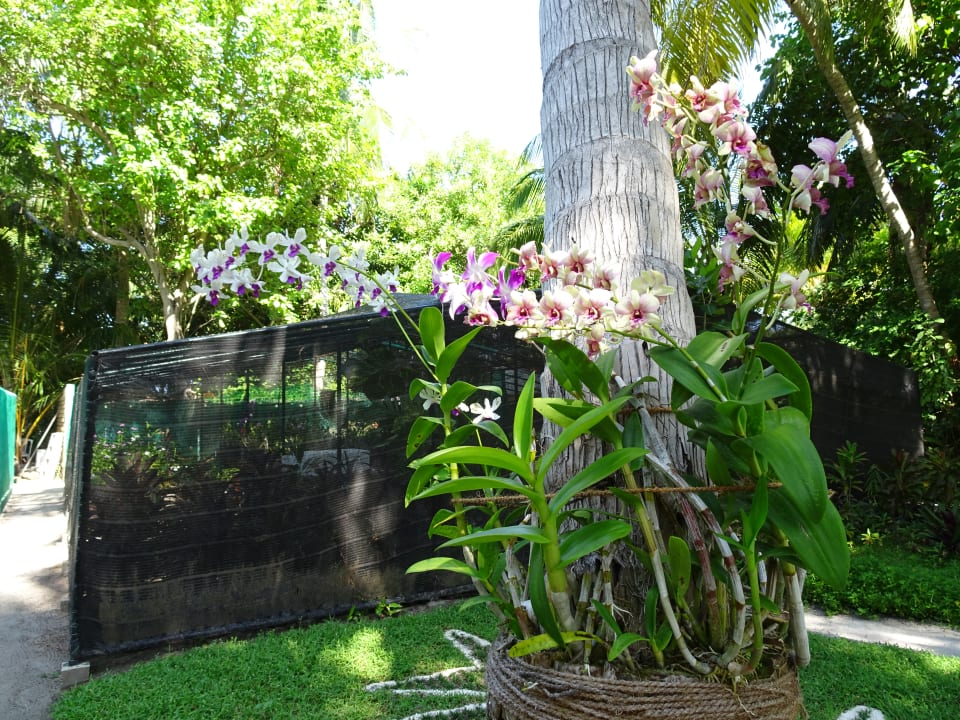 Gartenanlage Veligandu Maldives Resort Island