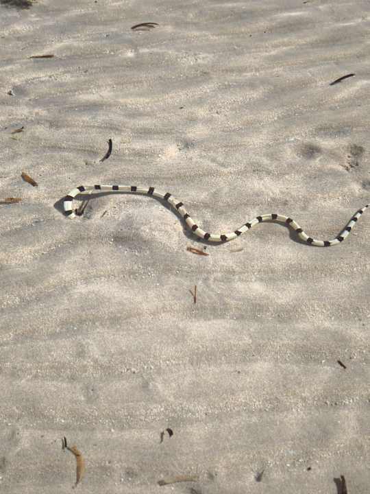 Strand Pickalbatros Villaggio Resort - Portofino