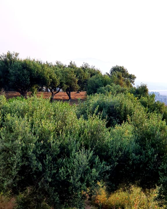 Ausblick Oasis Scaleta Hotel
