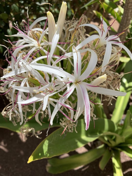 Gartenanlage R2 Bahía Playa Design Hotel & Spa - Adults Only