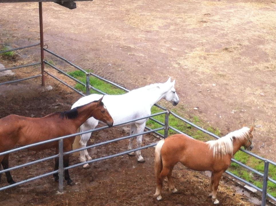 (Schul-)Pferde im Paddock Hotel Reiterhof Altmühlsee
