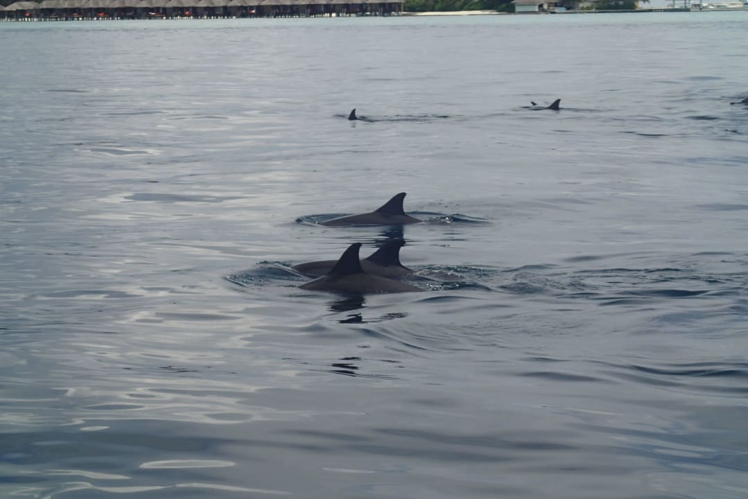 Delfine Gili Lankanfushi Resort