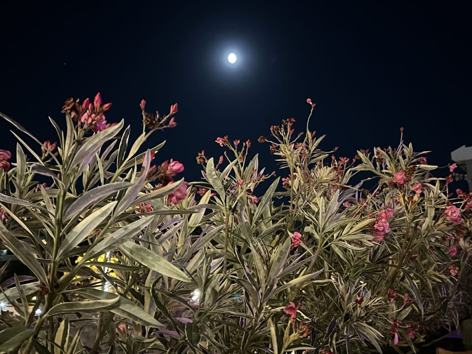 Gartenanlage Belek Beach Resort Hotel