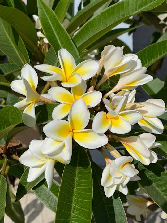 Gartenanlage Lazuli Hotel Marsa Alam