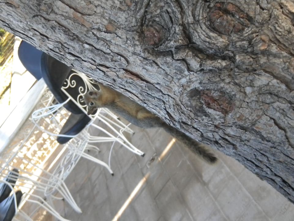 Écureuil de l'hôtel  Kustur Club Holiday Village