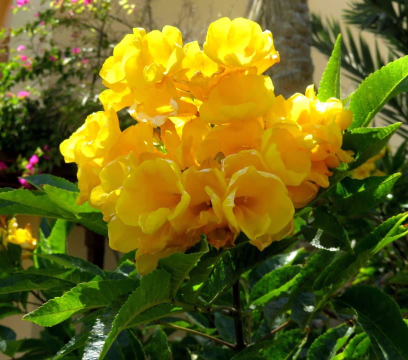 Blumenvielfalt im Garten Steigenberger Coraya Beach - Adults only