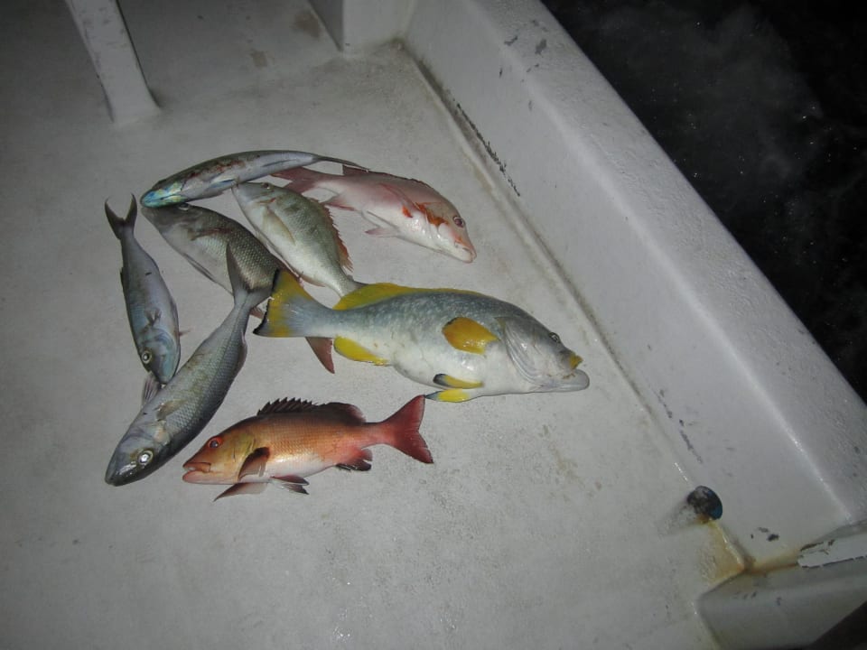 Nachtangeln Kuredu Island Resort & Spa