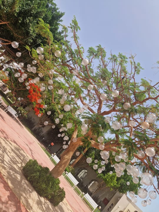 Gartenanlage Desert Rose