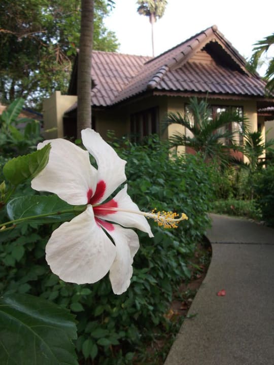 Blütenpracht NH Collection Samui Peace Resort