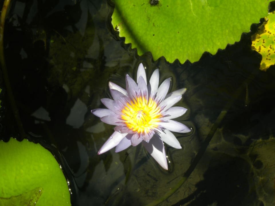 Flora Tup Kaek Sunset Beach Resort