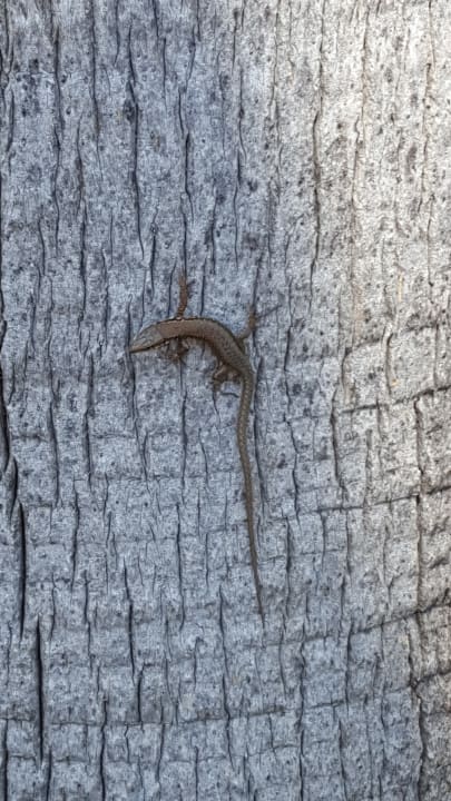 Sonstiges TUI MAGIC LIFE Beldibi +16