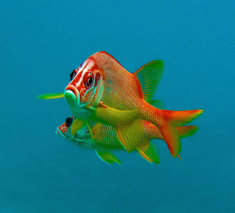 Beim Schnorcheln Embudu Village