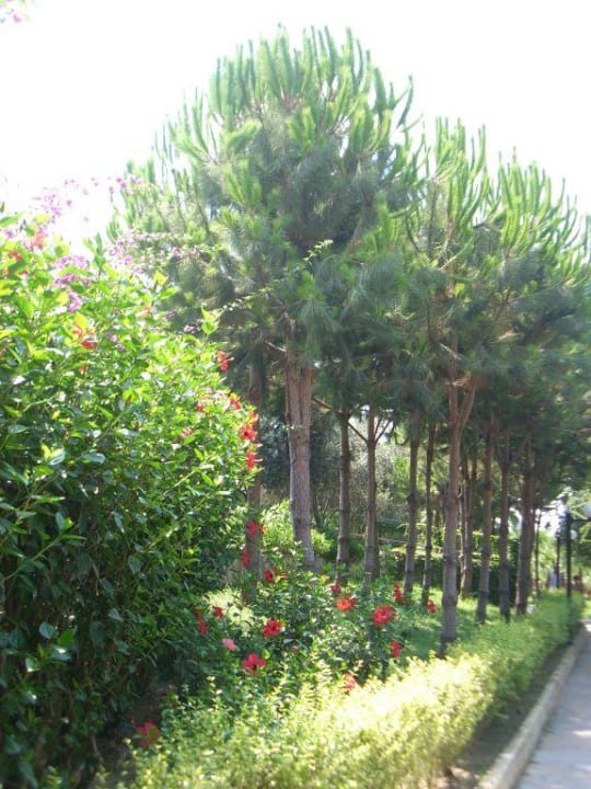 Gartenanlage Miramare Queen Hotel