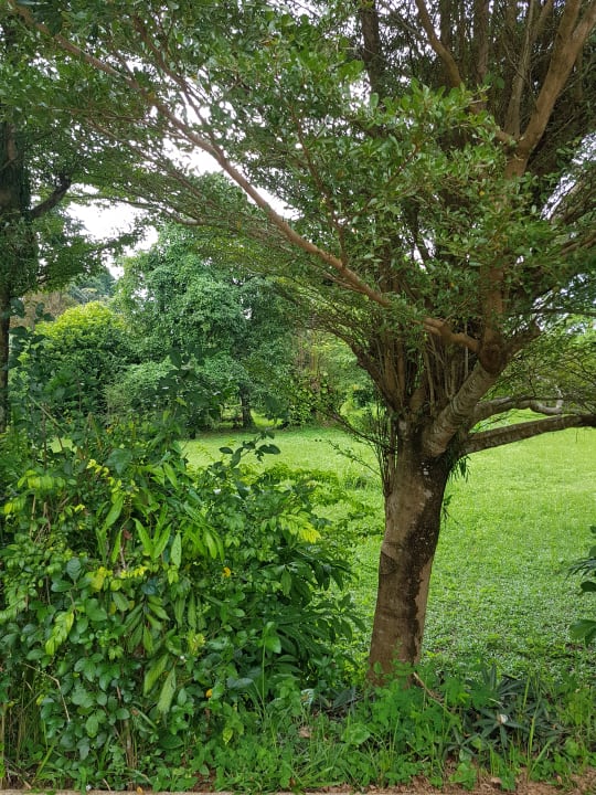 Gartenanlage Krathom Khaolak Resort