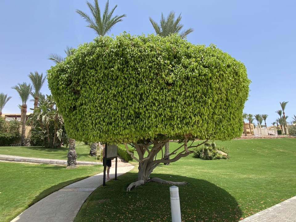 Gartenanlage Steigenberger Coraya Beach - Adults only