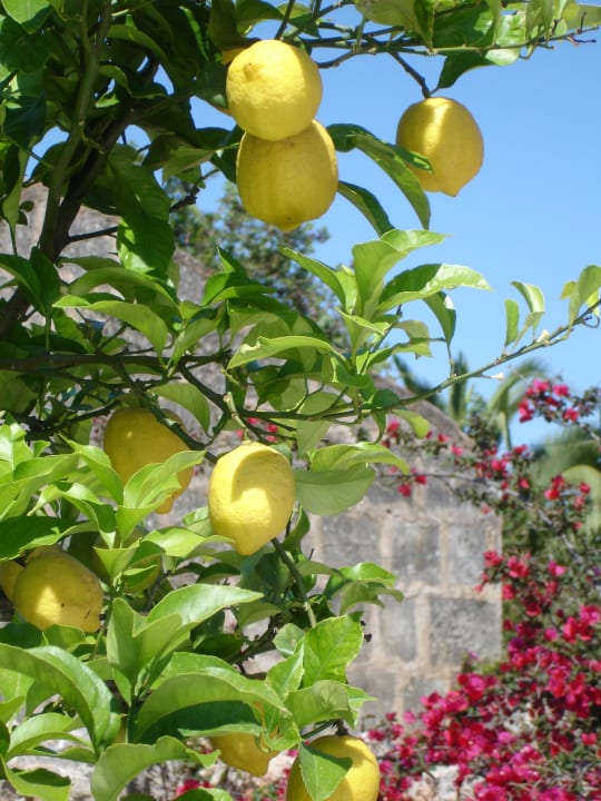 Auf der Finca wachsen auch Zitronen Finca Son Marimon