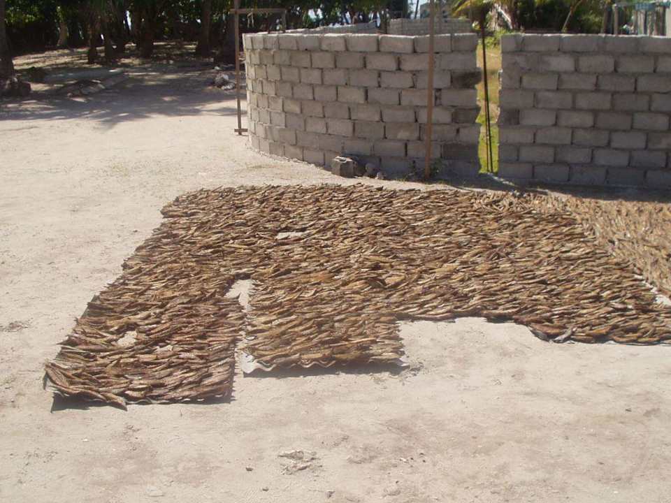 Getrockneter Fisch auf einer Einheimischeninsel Eri Maldives